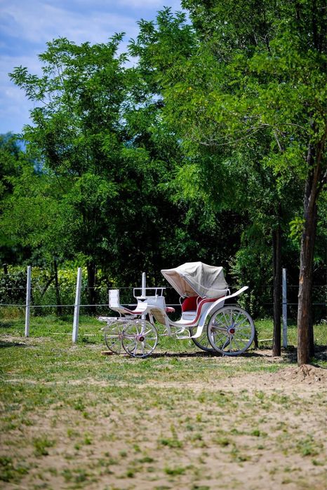 De Vanzare Cal Castrat Varsta 7 Ani