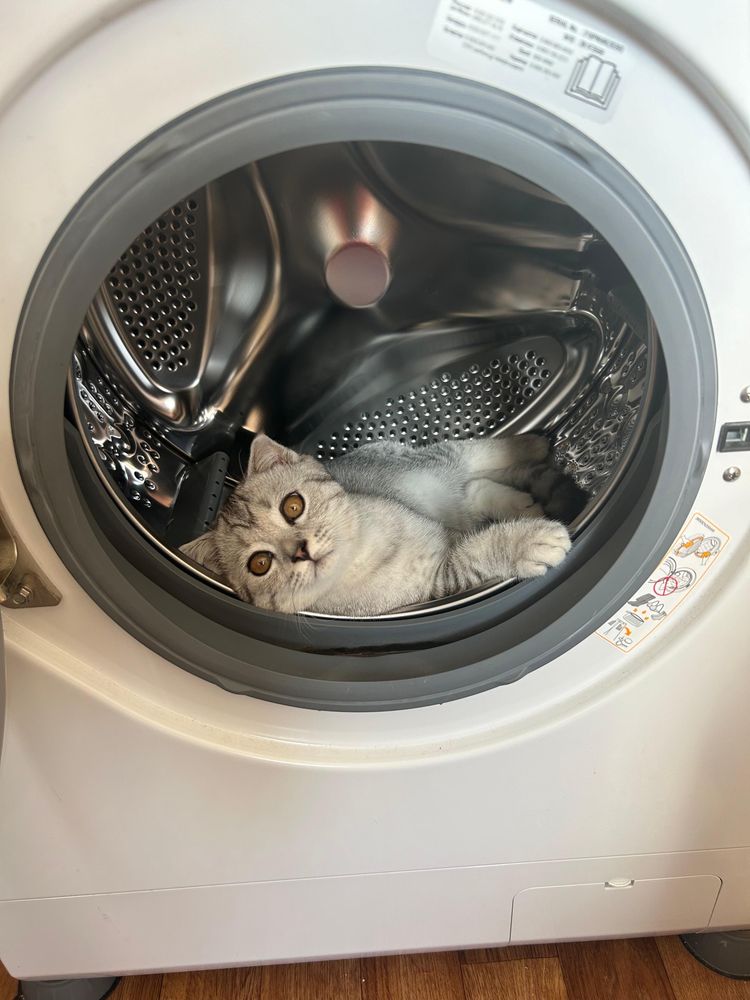 Кот мальчик 4 месяца