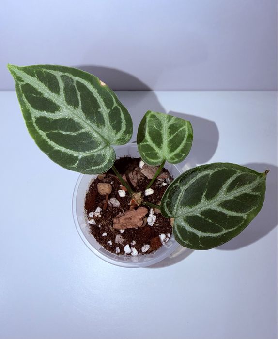 Антуриум, комнатные растения, комнатные цветы