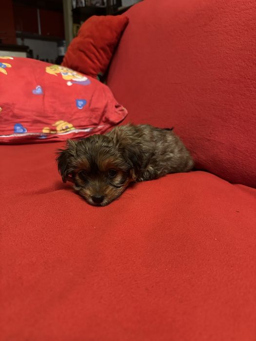 Vind Yorkshire maltez maro