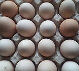 Vând oua pentru incubat la bresse