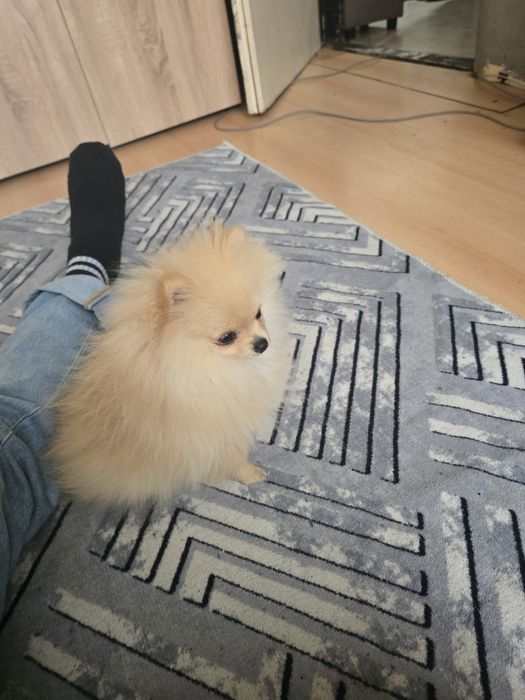 Женски померан на 5 месеца