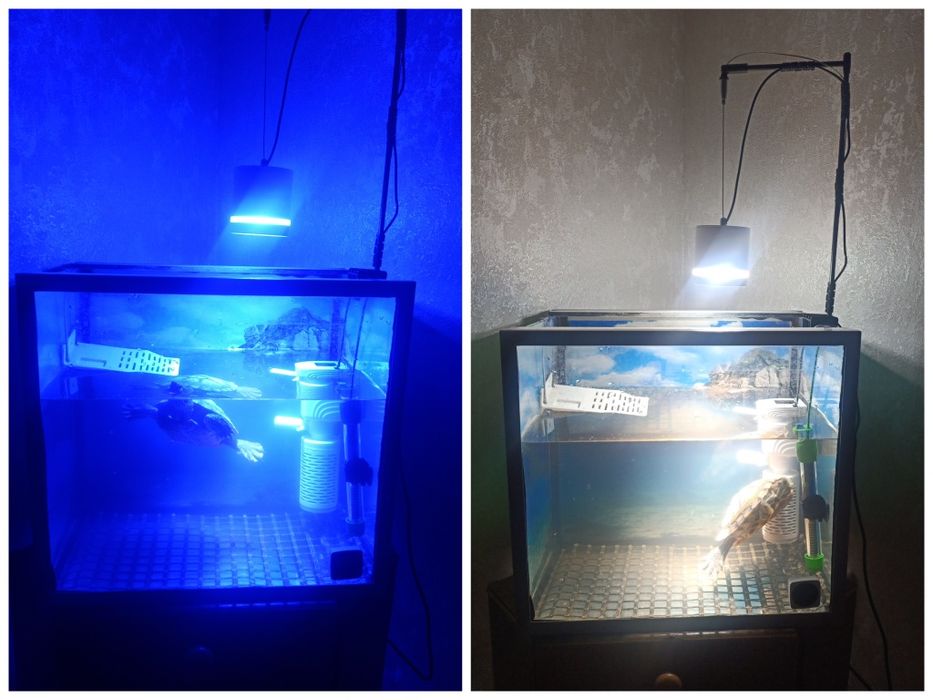 Красноухая черепаха