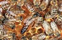 Stimulare ponta matca, familii de albine