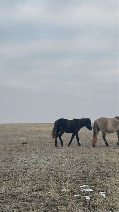 1,5 жасар жылқы. Еркек/ұрғашы семіз