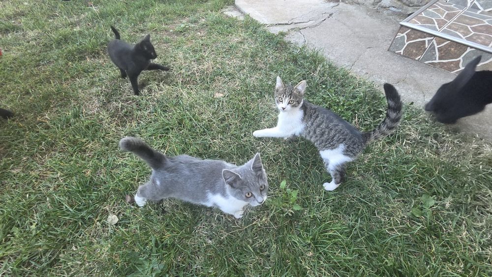 Adoptie pisici gratuit !