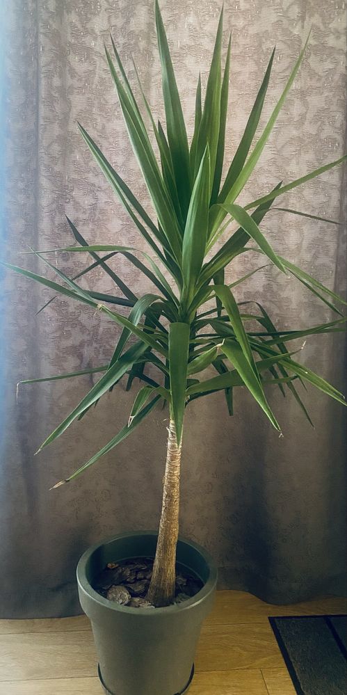 Planta yucca inaltime 72 cm cu glastra gri antracit