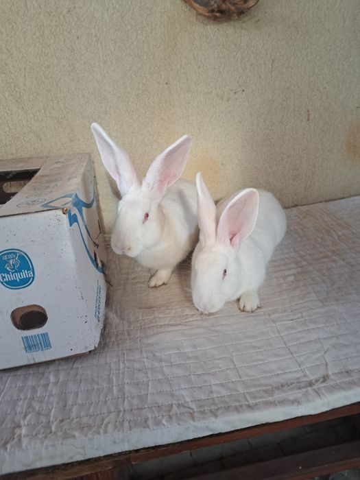 Femele hycole francez 5 luni