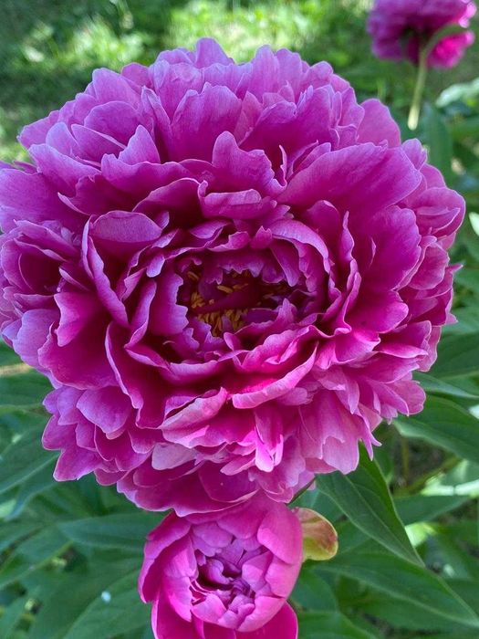 Продам кусты/корни садовых растений - Пионы, Хосты, Ирисы и др.