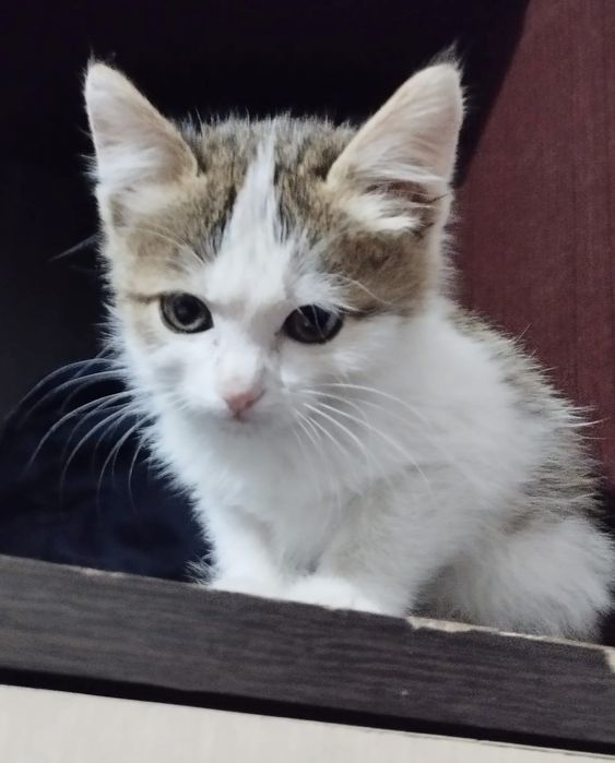 Котёнок девочка бесплатно