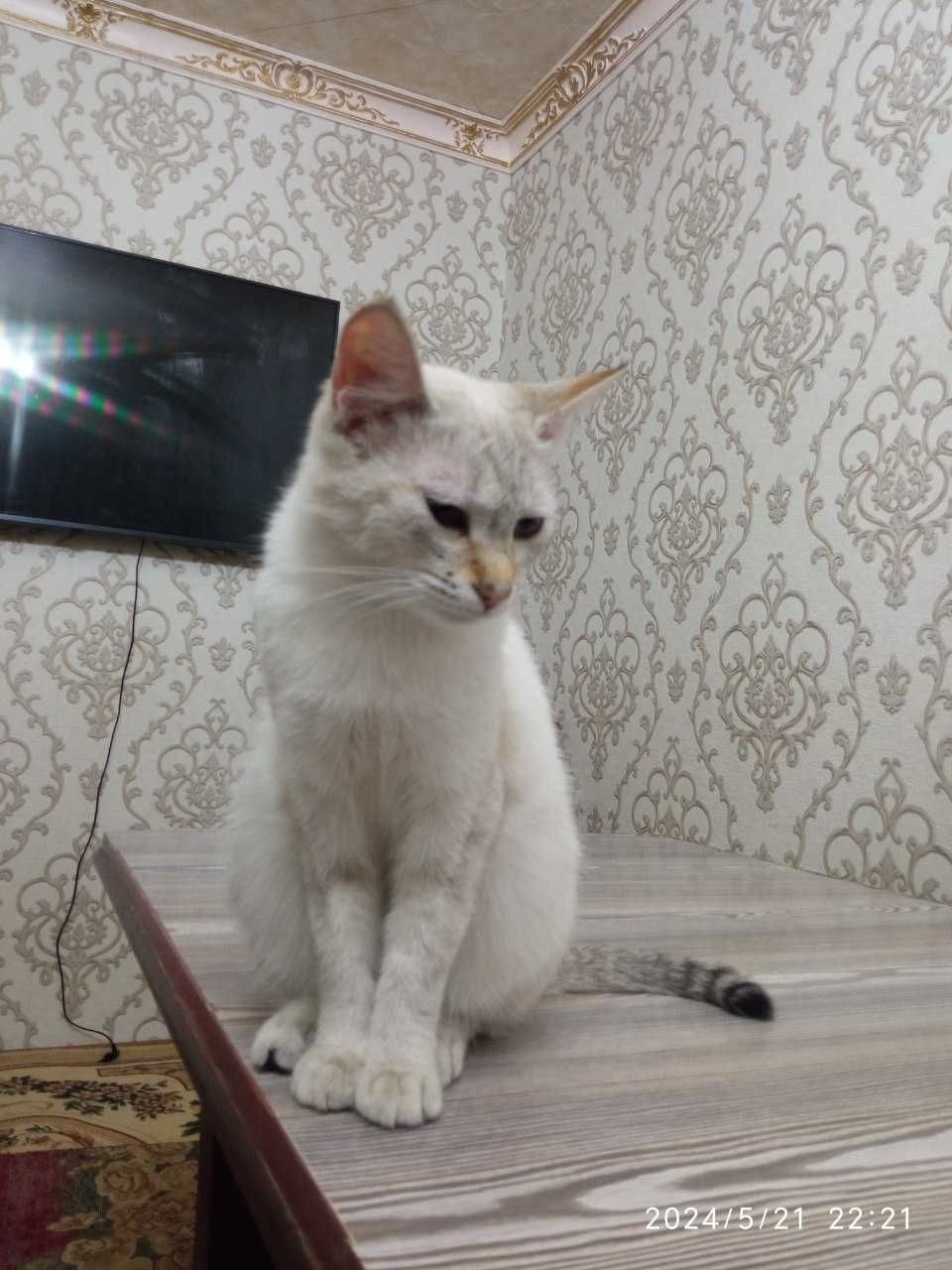 Турецкая ангора  кошка