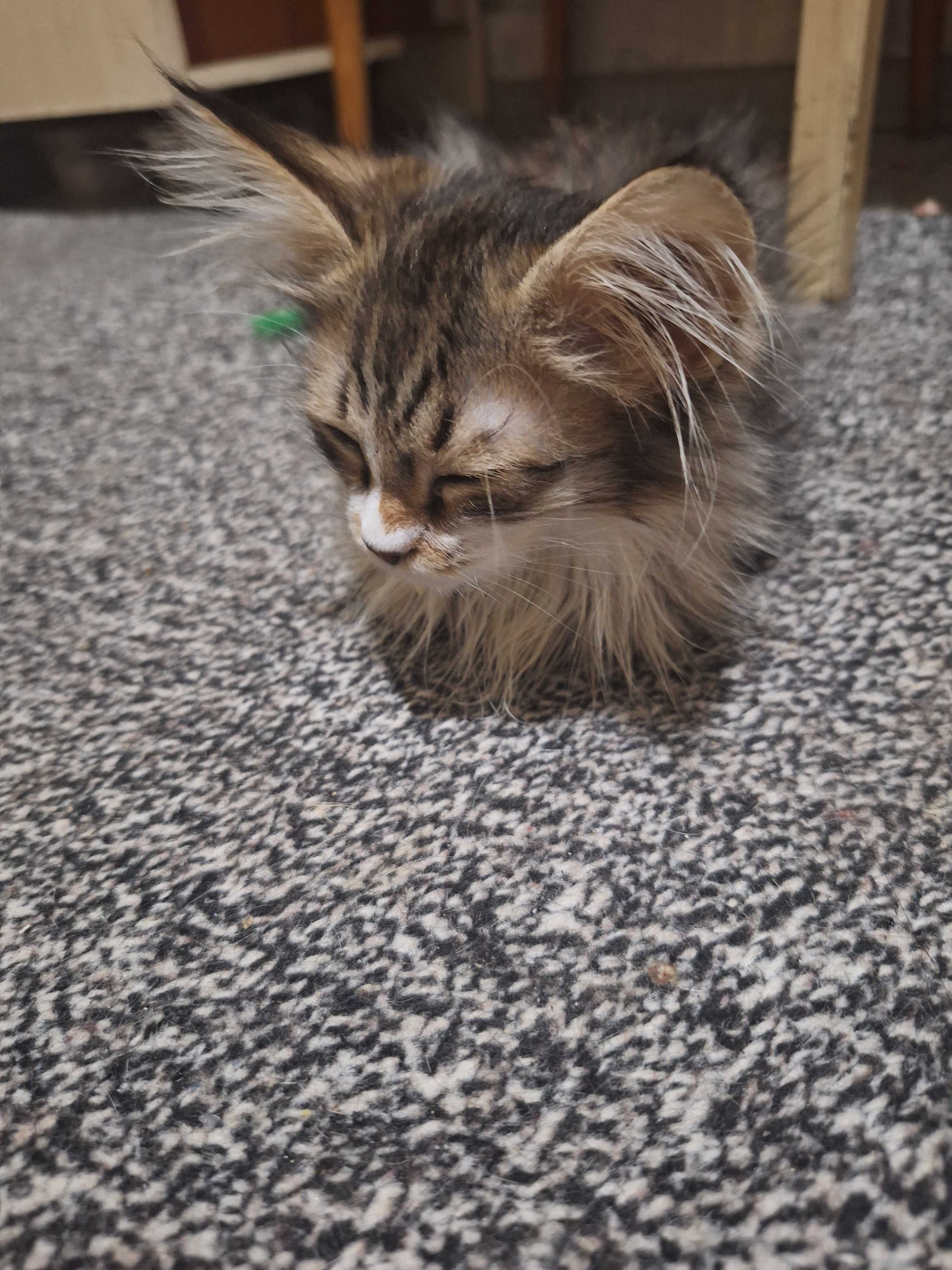 Породистые котята