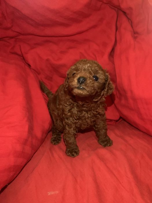 Pudel mini toy red