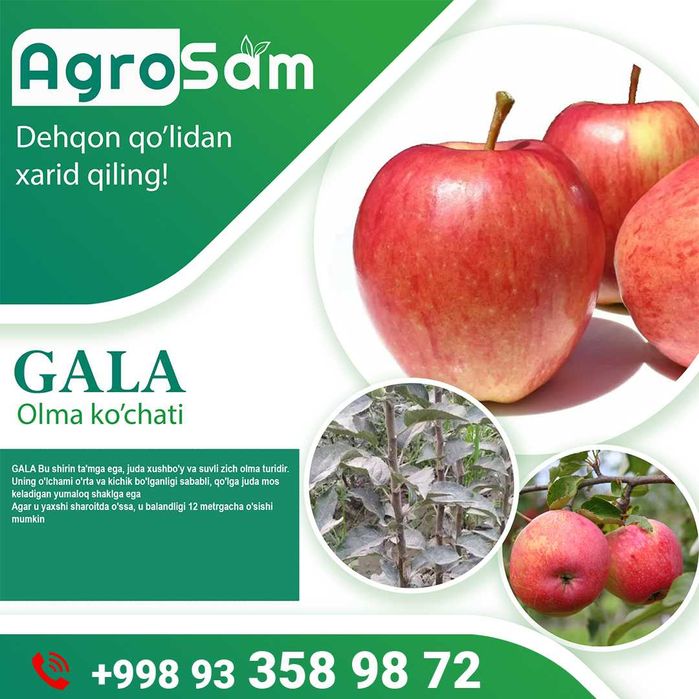 Олма Гилос Шафтоли Узум кўчатлари