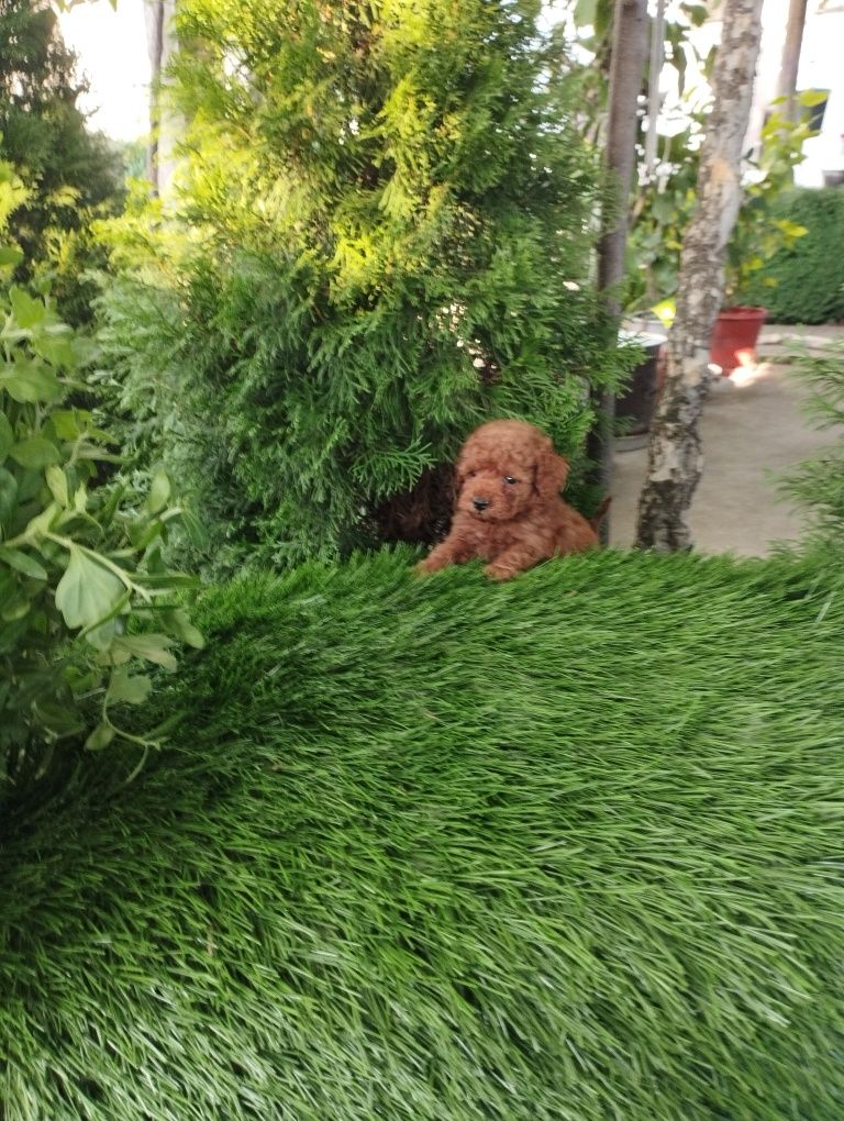 Той Пудел/Poodle Toy.