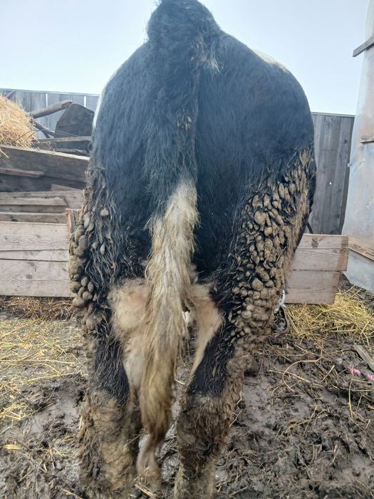 Vând viței de crescut sau tăiat!