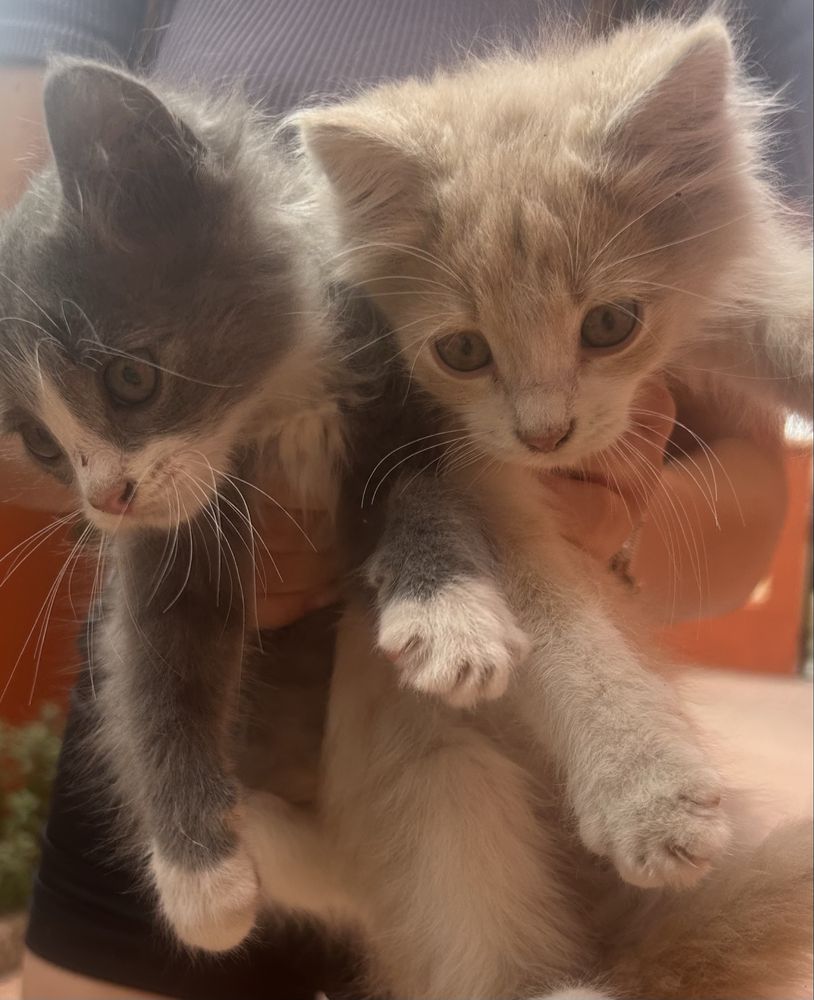 Подарявам котенца