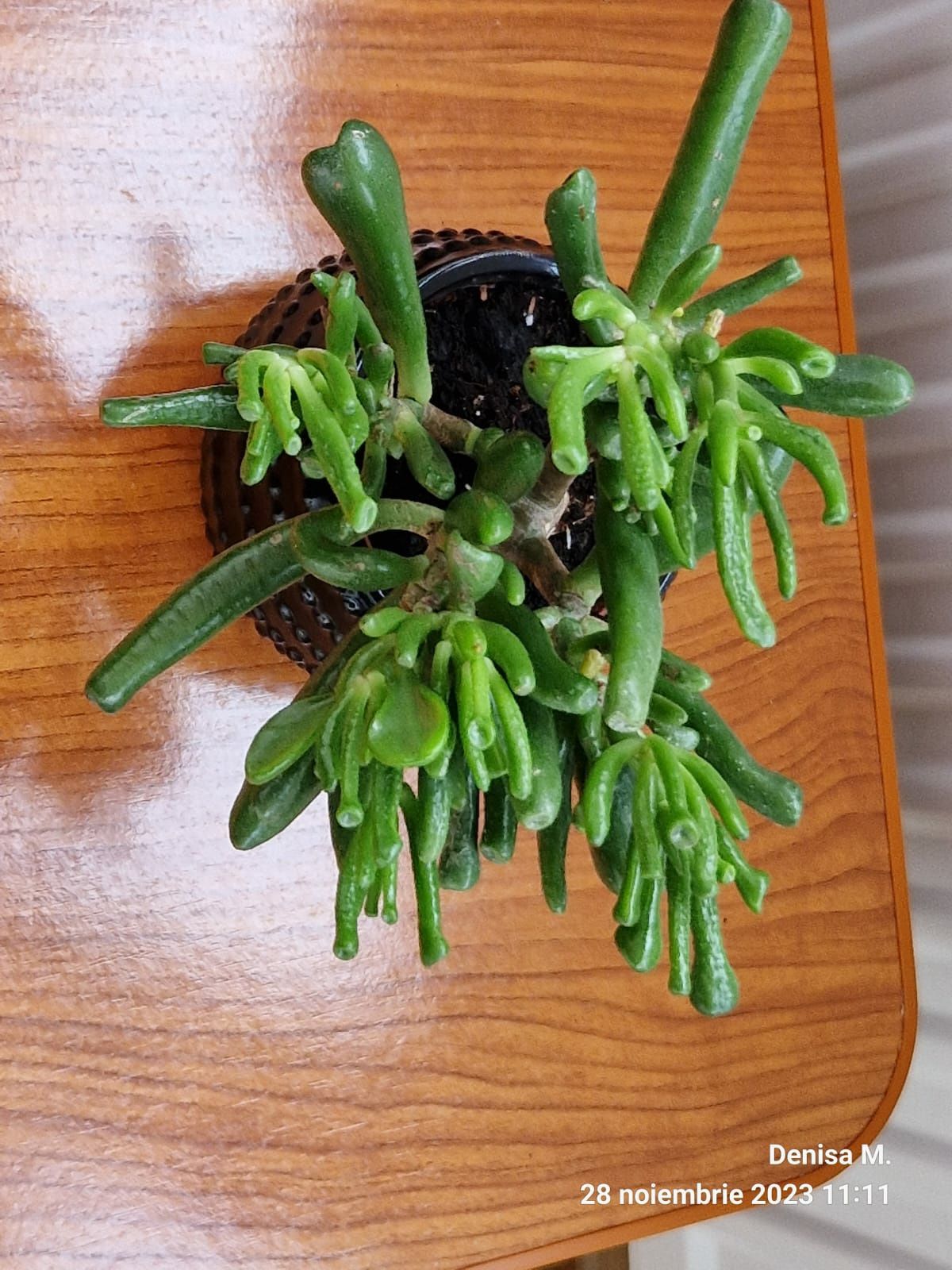 Crassula  Hobbit