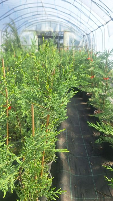 Бързорастящи и вечнозелени растения