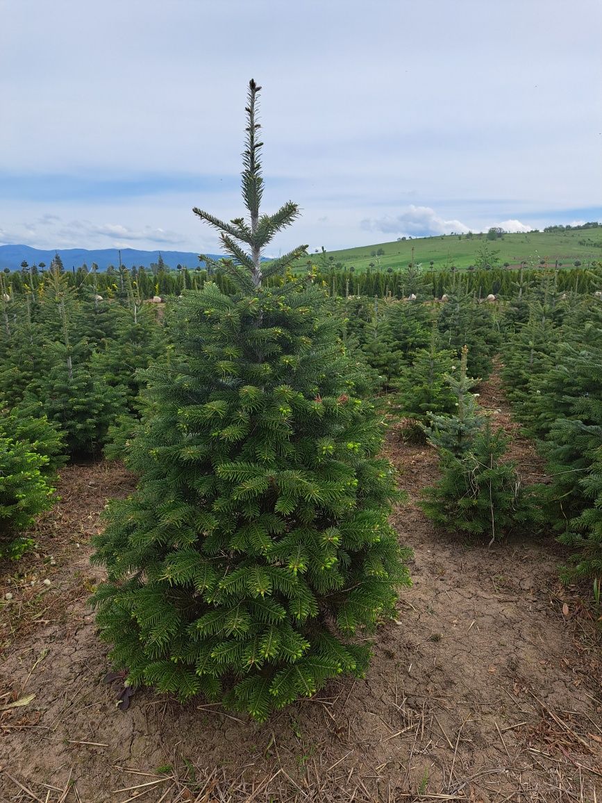 Vând plante ornamentale