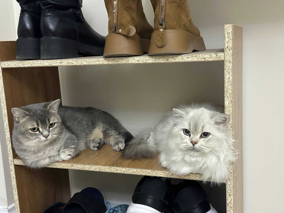 British Long-hair sotiladi