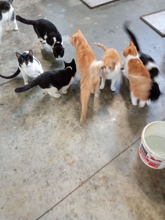 Pisica donație pe alese