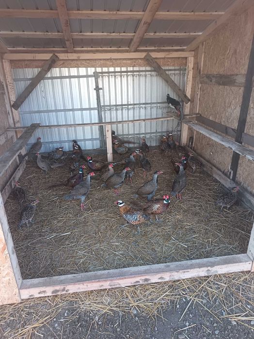 Fazani regali de vanzare