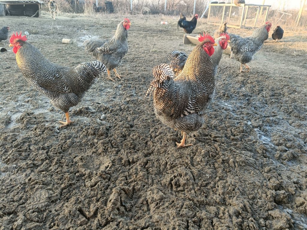 Cocosi plymouth rock barat si australorp