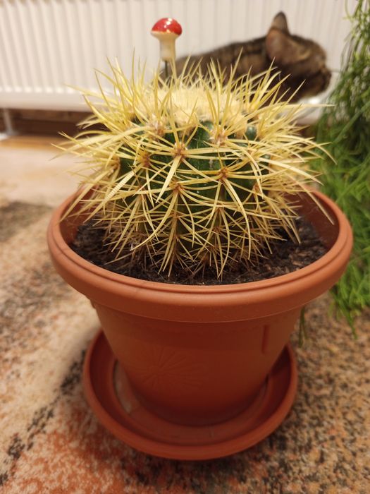 Цветя-рипсалис, аспарагус, кактус