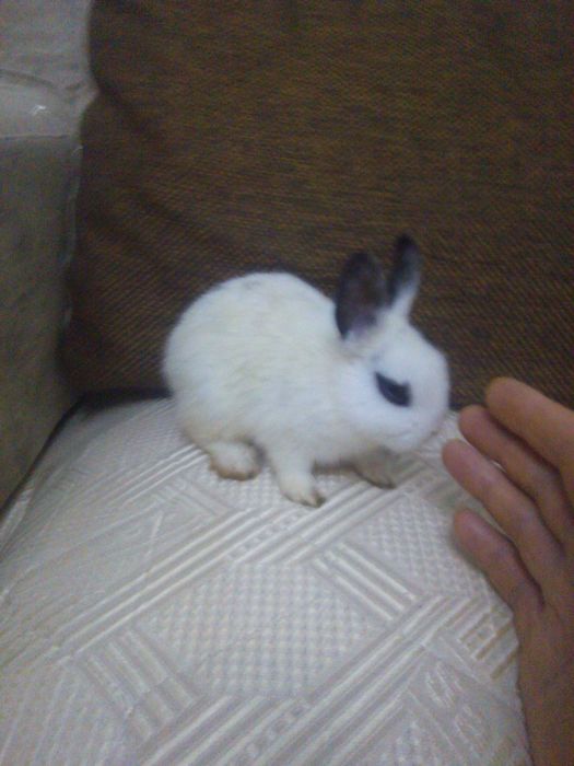 Jucării interactive