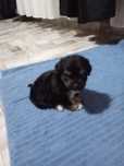 Bichon havanez 5 saptamani