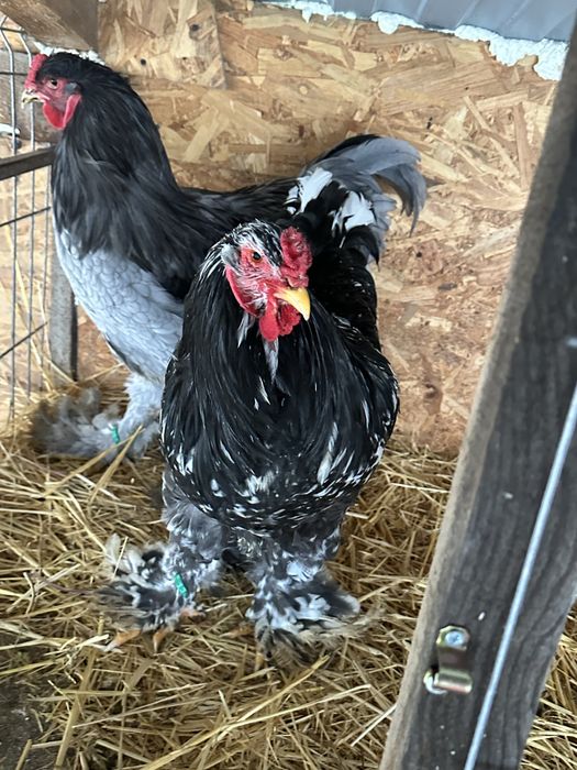 Cocosi brahma bobat si negru