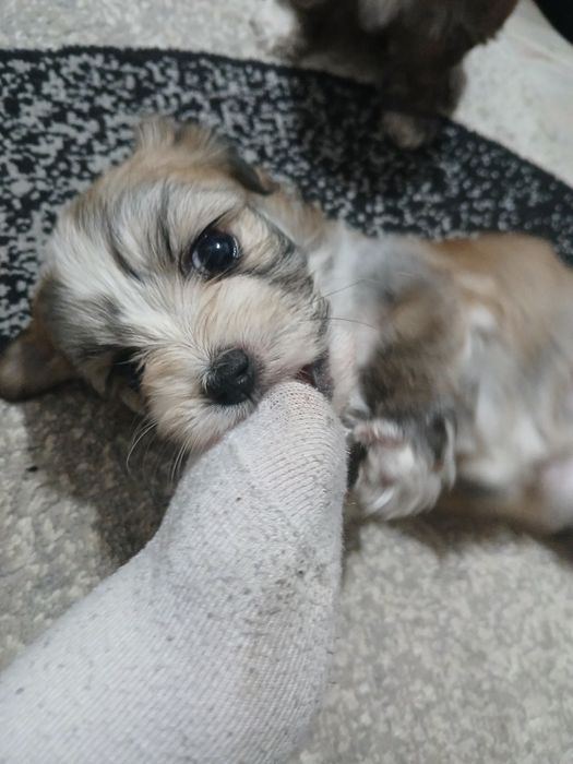 Donez fetita bichon havanez