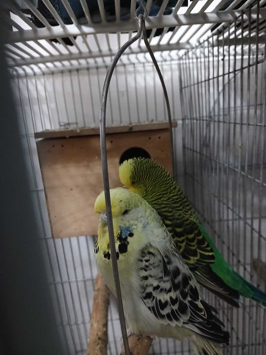 Pereche Peruși standard