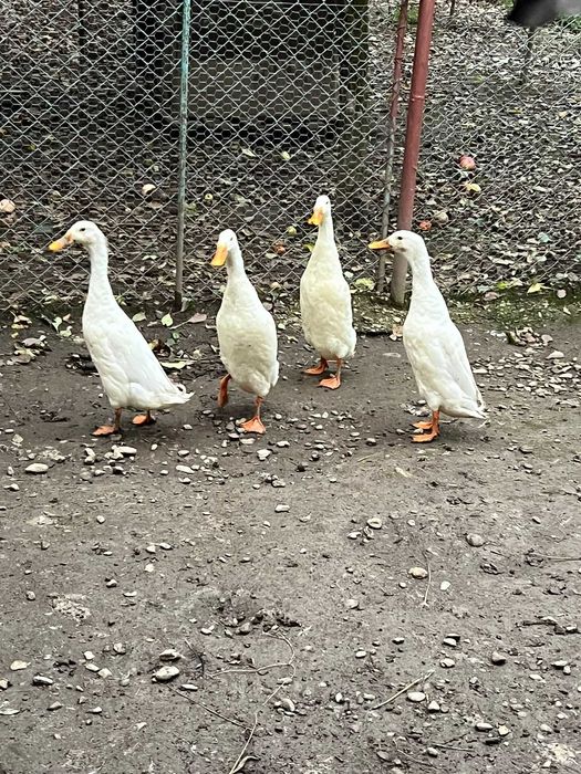 rate indiene si gaște