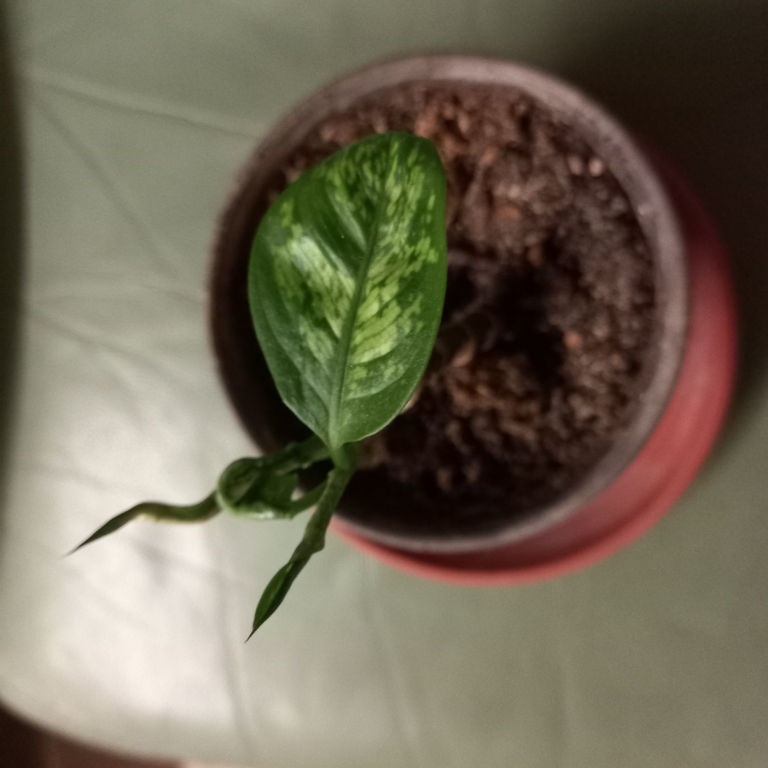 Дифенбахия - стайно растение - актуални снимки