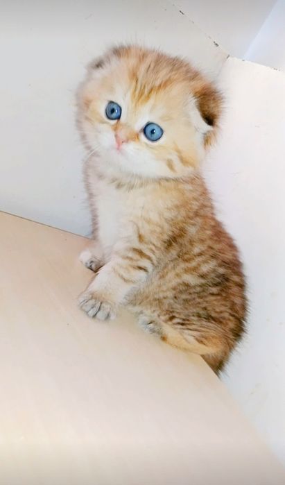 Роскошные котята Скоттиш Фолд