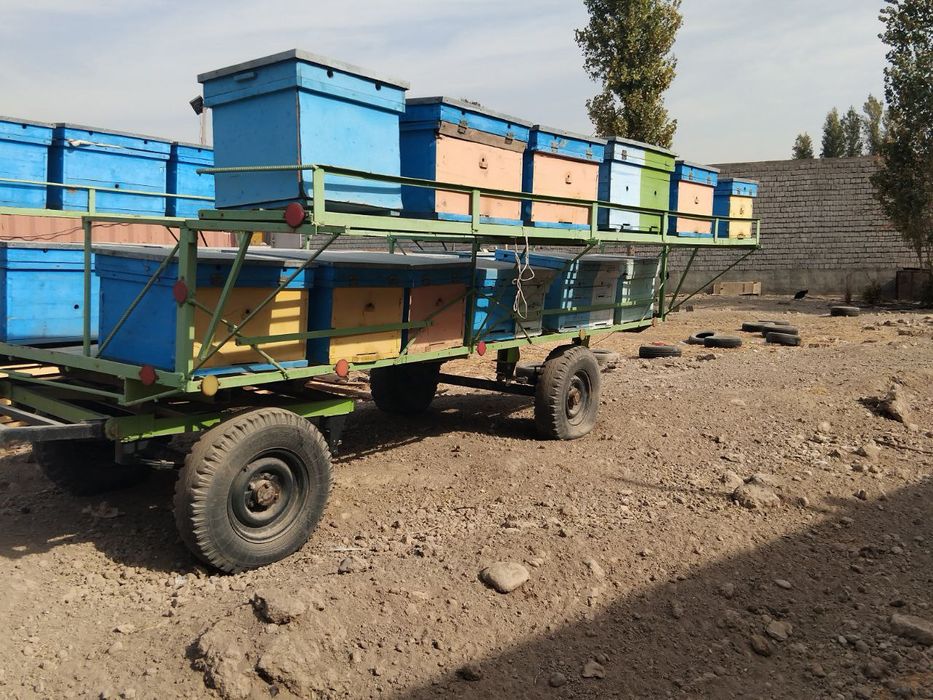 Asal ari vagon sotiladi