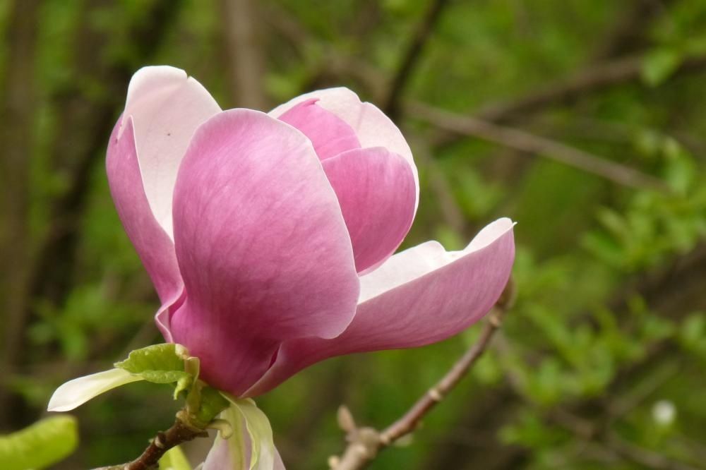 Magnolia roz (Magnolia soulangeana)