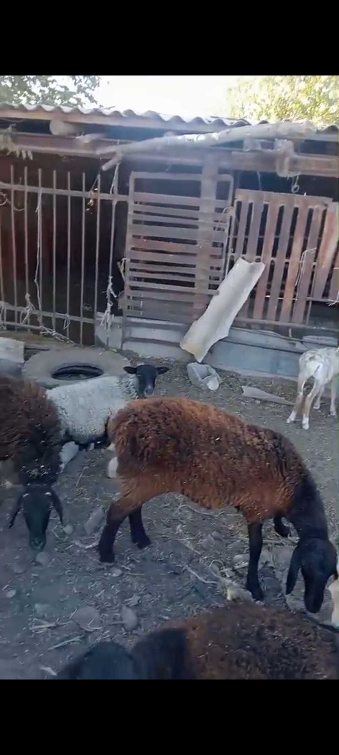 Қойлар бар романовский