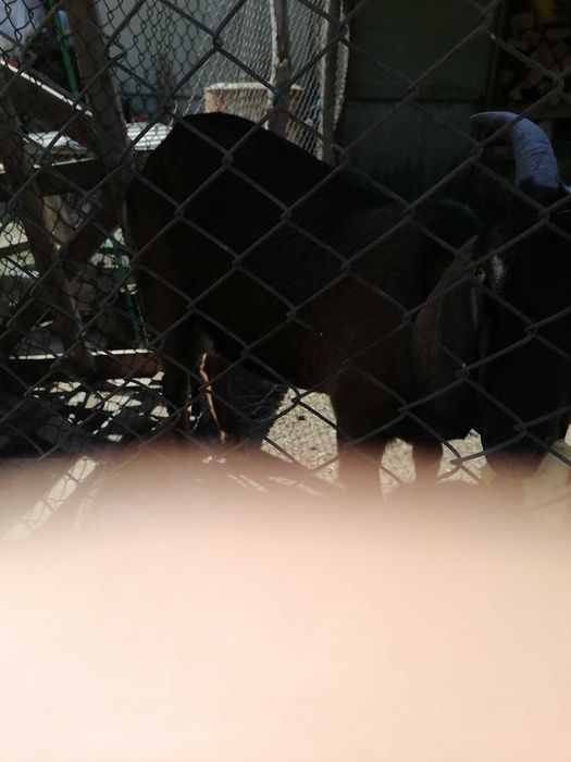 Vând capre Anglo-Nubian