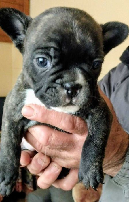 Малки кученца френски булдог