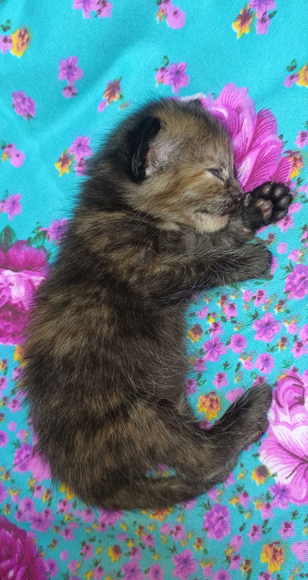 Отдам кошку и котят