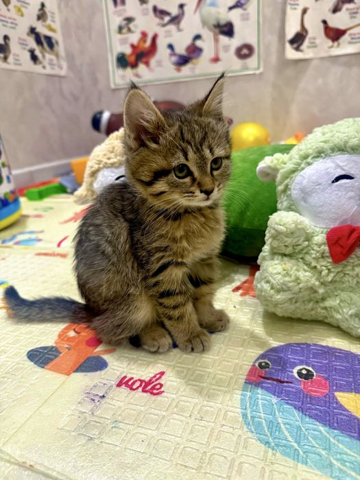 Кошка продается