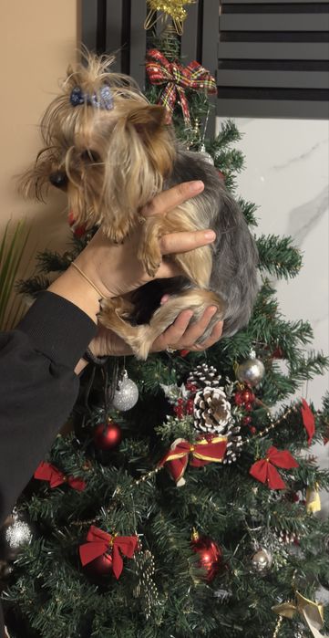 Йоркширски териер