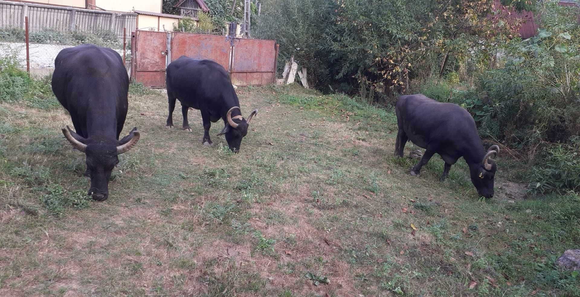 Vand 3 bivoli , impreuna sau separat.