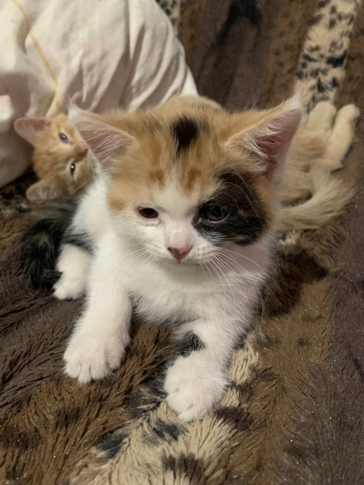 Котята в добрые руки 2 мес