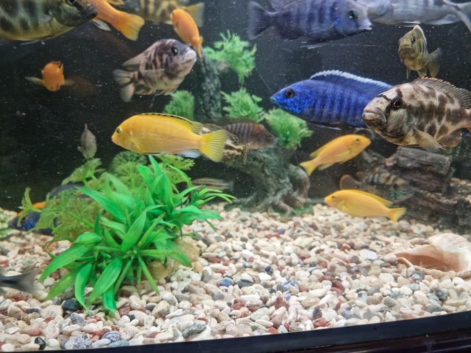 Продам рыбок не дорого