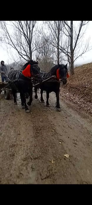 Vând mânză de 2 ani!