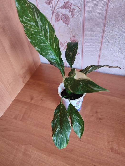 Продам комнатные растения